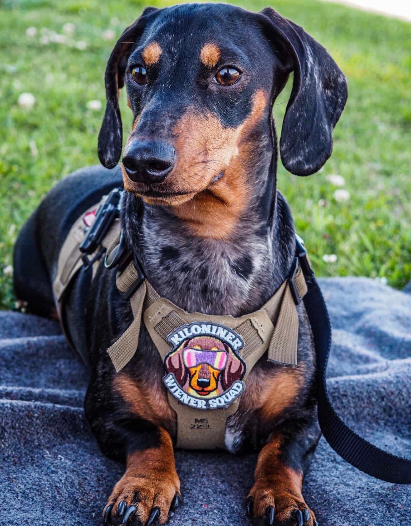 Kiloniner Wiener Squad Morale Patch
