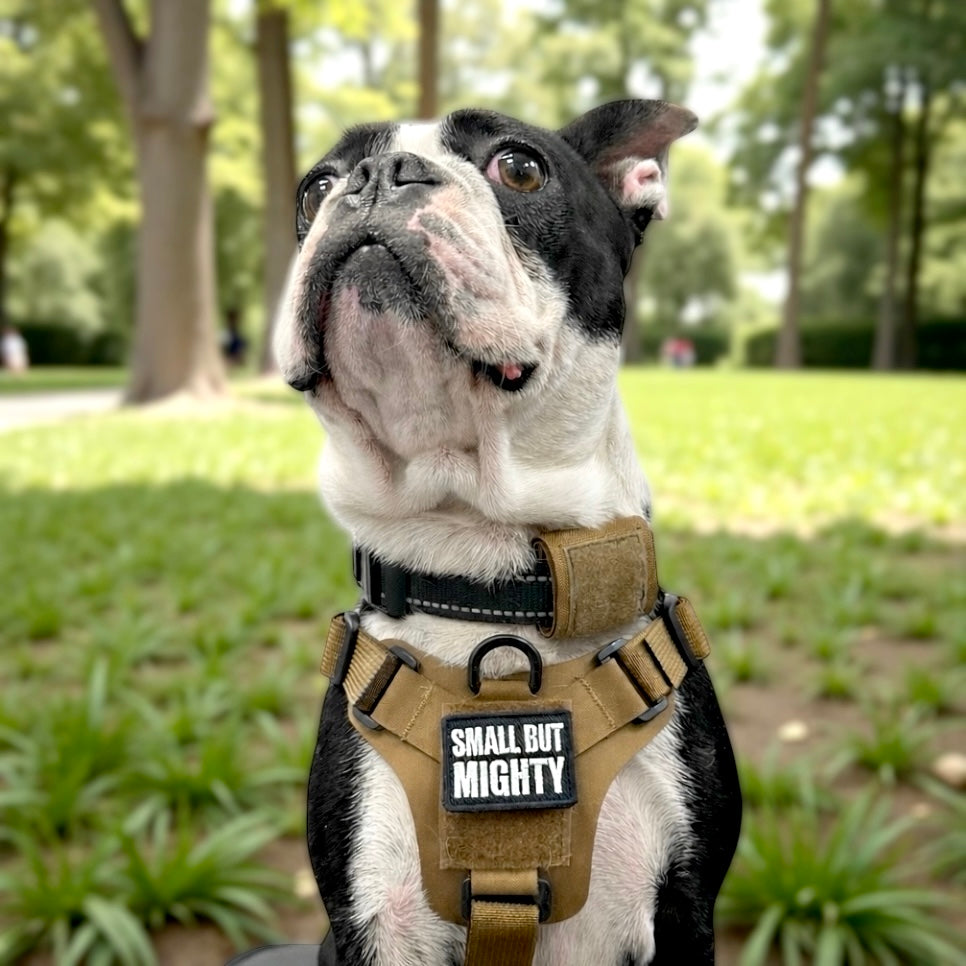 Small But Mighty Morale Patch