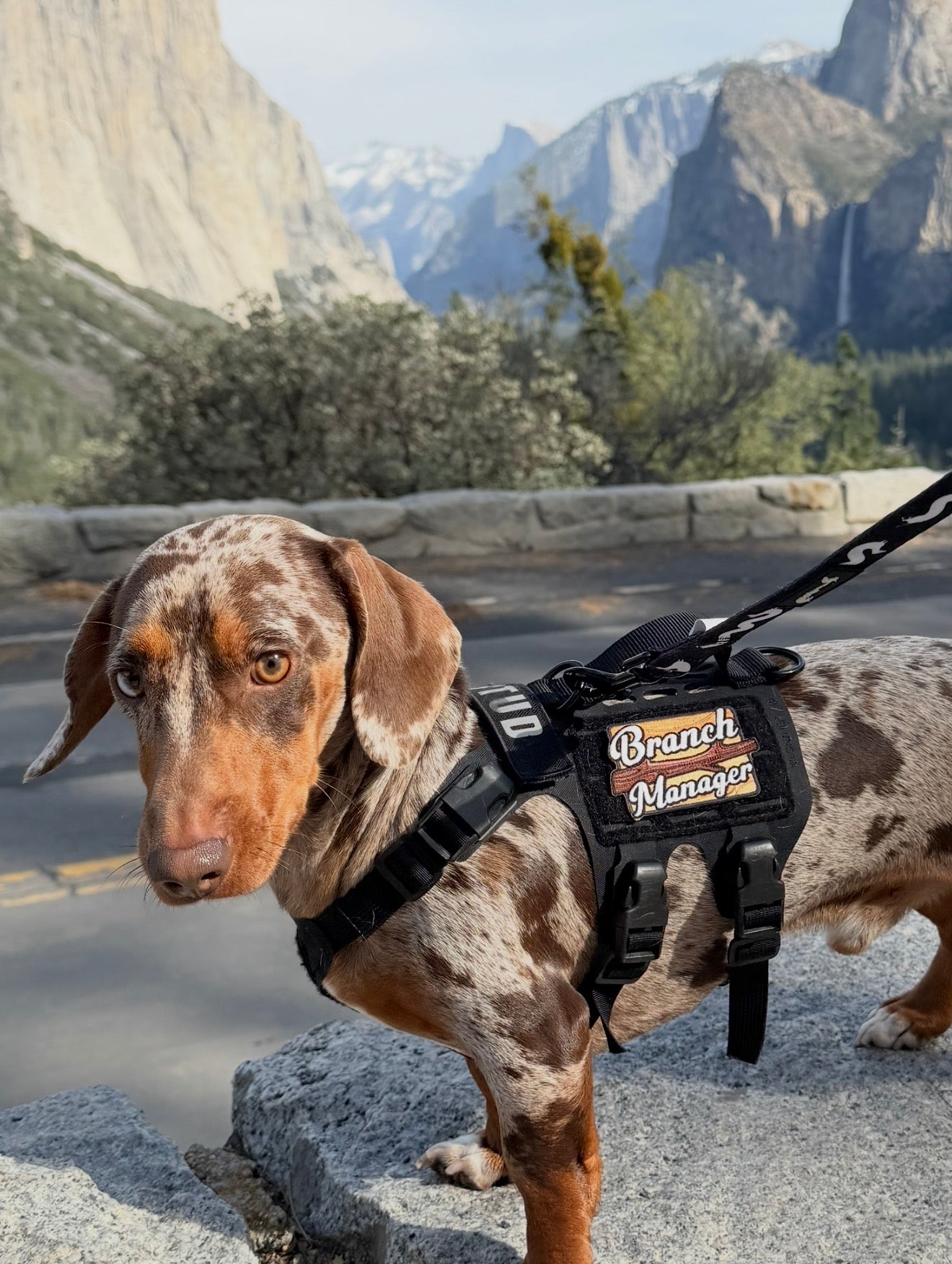 Branch Manager Morale Patch